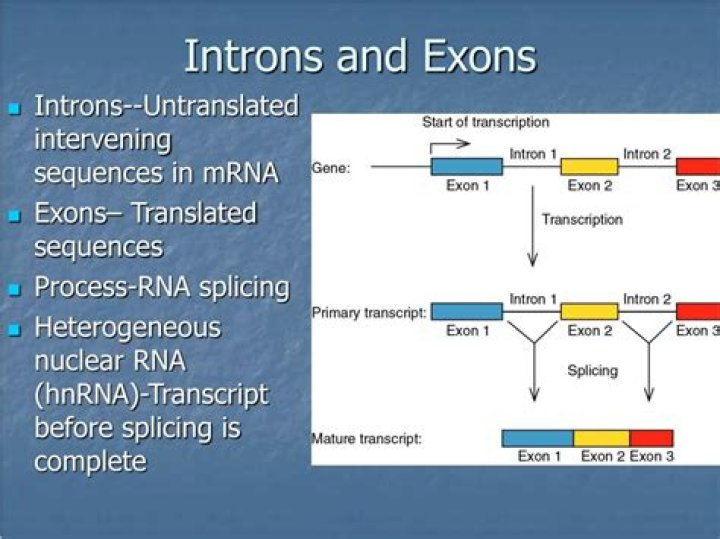 Difference between exons and introns
