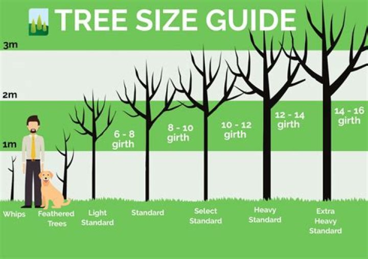 How tall is an oak tree in meters