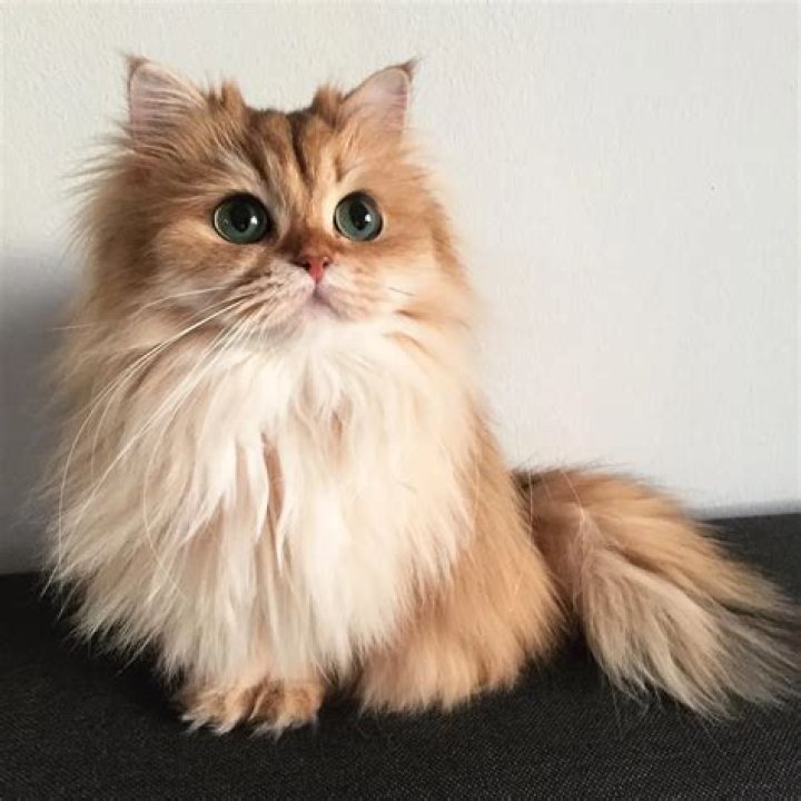 Smoothie the Cat