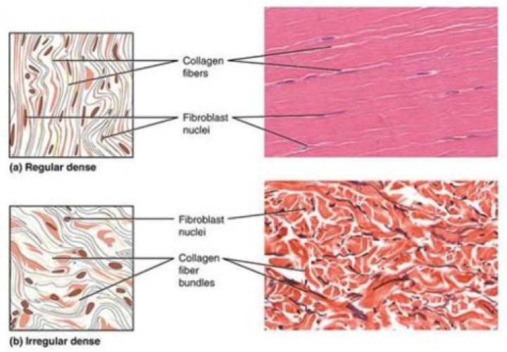 What is the Difference Between Dense Regular and Dense Irregular Connective Tissue