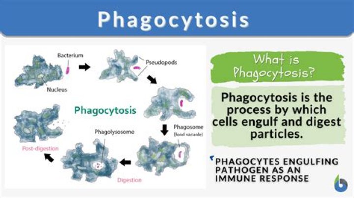What is the Difference Between Phagocytes and Lymphocytes