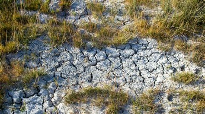 What role does the red panda play in its ecosystem